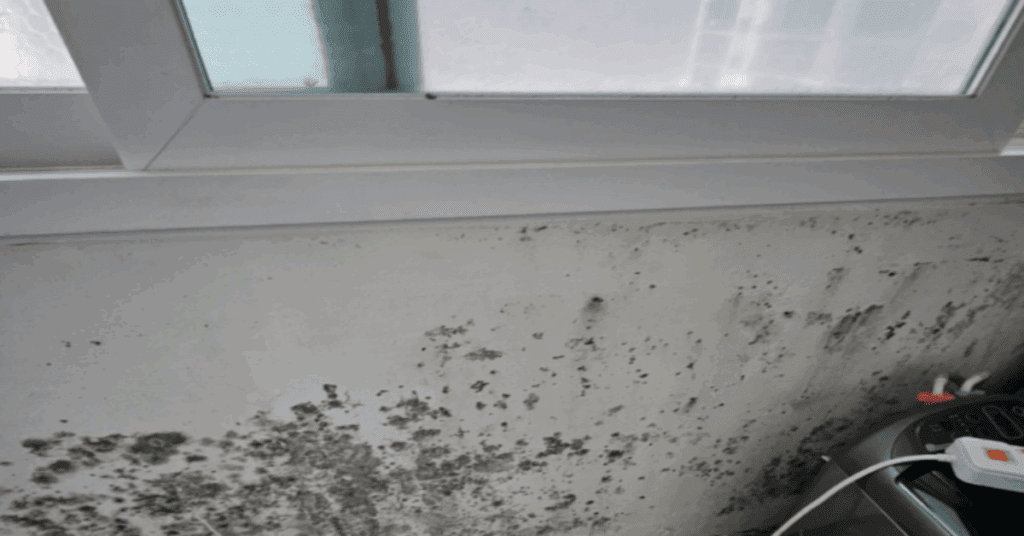 겨울 대비 필수 다이소 추천템 2025 리스트 10가지를 총정리했습니다. 방한템, 보습템, 외풍 차단, 결로 방지 등 꼭 사야 할 다이소 꿀템을 한눈에 확인해 보세요.