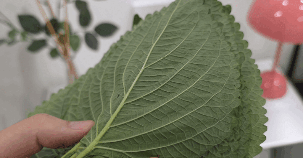 제대로된 깻잎 보관법 : 금방 시드는 이유