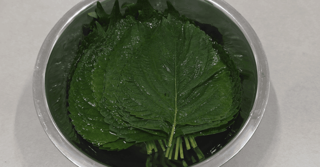 반찬 가게 사장님이 알려준 깻잎 보관법! 앞으로 깻잎 보관 '이렇게' 하세요! 1