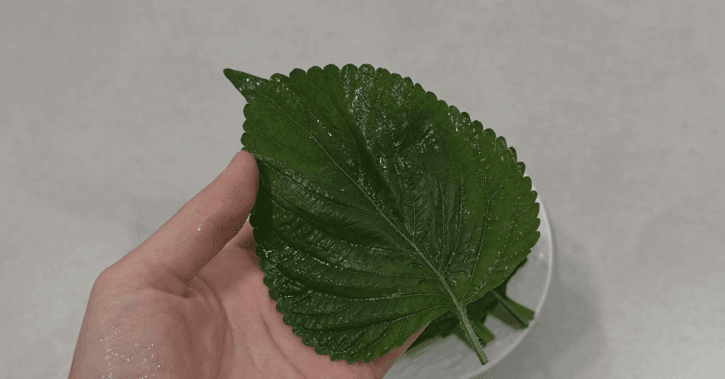 제대로된 깻잎 보관법 : 물기 제거법